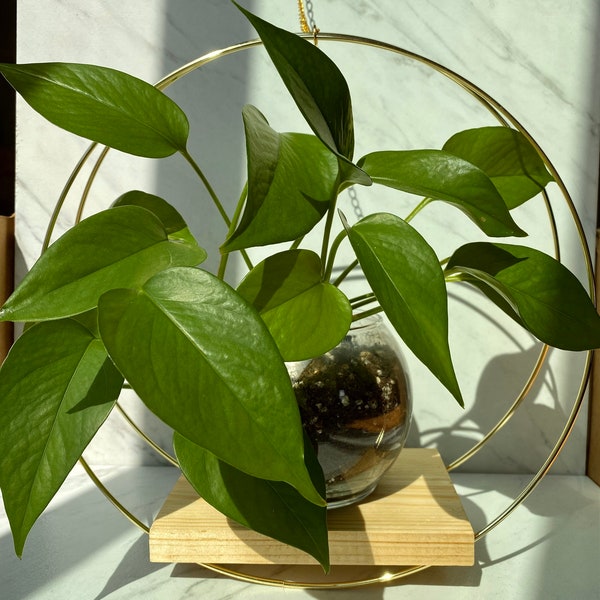 Mid Century Hanging Planter Etsy