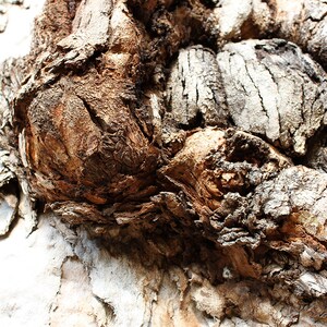 Digital Print Textured Tree Bark