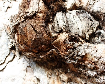 Digital Print Textured Tree Bark