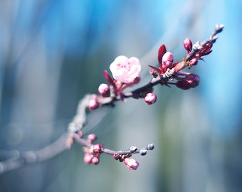 Digital Cherry Blossom Print