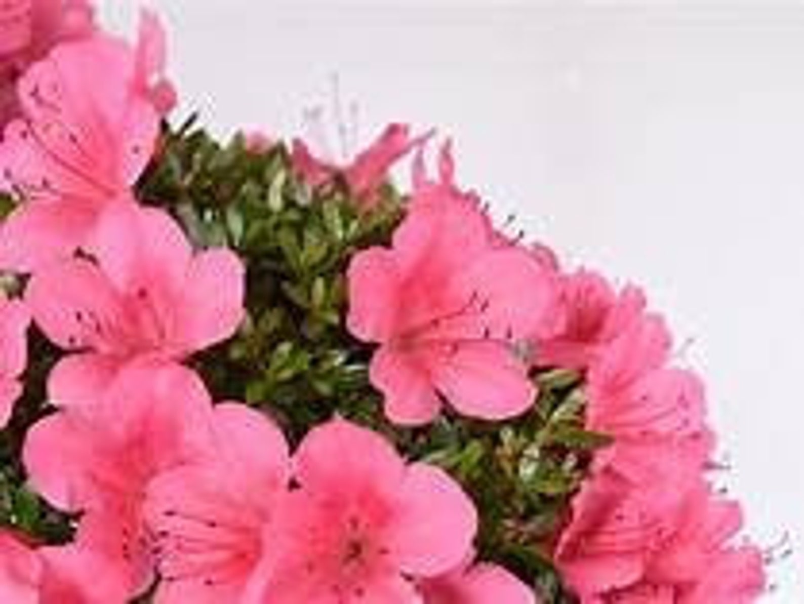 Satsuki Azalea ChinZan Etsy