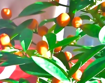 Golden bean kumquat (Super Rare Kumquat for  Bonsai)