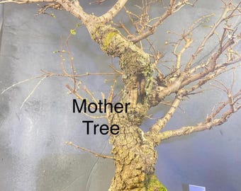 cork bark Elm