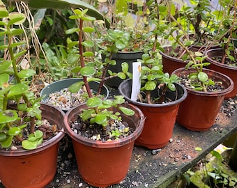 cork bark Jade ( Rooted)