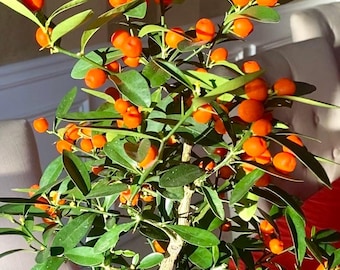 Kinzu kumquat (Authentic Japanese kumquat)