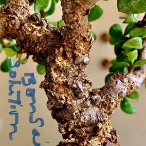 May include: Close-up of a bonsai tree trunk with rough, textured bark in shades of brown and tan. Small green leaves are visible. The text "Bonsai Solution" is written in blue on the left side of the image.