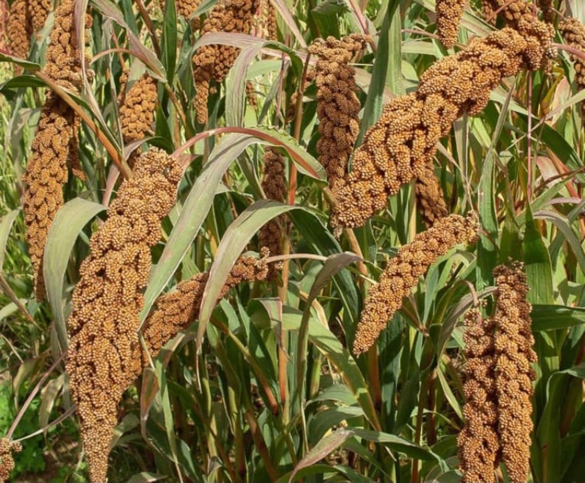 6 Organic Millet gold yellow millet spray parrots budgie Etsy