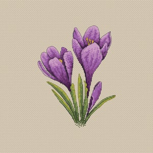 May include: A close-up of three purple crocuses with yellow centers. The crocuses are in bloom and have green leaves.