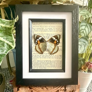 May include: A framed print of a vintage book page with a butterfly specimen mounted on it. The page contains text about faith and the works of God. The butterfly is white with brown and orange markings.