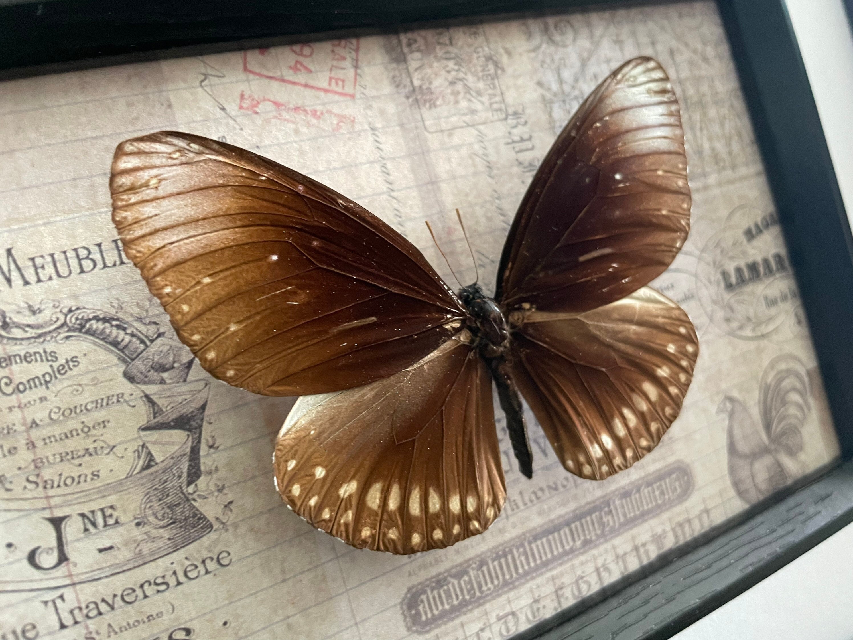 Real Butterfly Specimen Shadow Box - Framed Butterflies In A Box