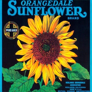 Crate Label Orangedale Sunflower Orange California Vintage Poster Repro 12X12