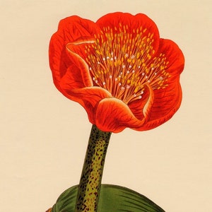 Hemanthus Coccineus Salmon Coloured Blood Flower Vintage Poster Repro