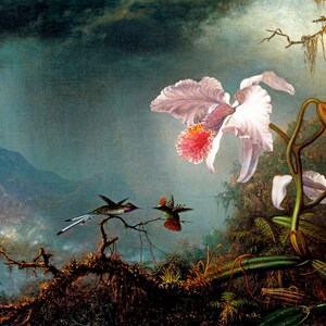 Two Fighting Hummingbirds With Orchids Painting By Martin Johnson Heade Repro