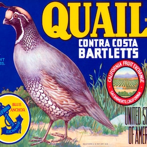 Crate Label Quail Contra Costa Bartletts Pears California Vintage Poster Repro