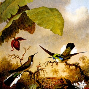 Black Eared Fairy Hummingbirds Bird 1864 Painting By Martin Johnson Heade Repro