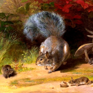 May include: A gray squirrel with a bushy tail stands on a dirt path, looking at a small brown mouse. Two other mice are in the background, one near a group of mushrooms and the other near a nut.
