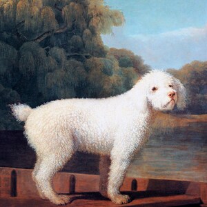 Dog White Poodle In A Punt Painting Art By George Stubbs Repro