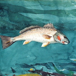 May include: Watercolour painting of a redfish swimming in turquoise water. The fish is facing right and has a red spot on its side. The painting is signed "Channel Bass" and dated "May 4, 1998".
