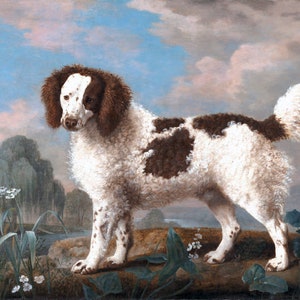 Brown And White Norfolk Or Water Spaniel Dog Painting By George Stubbs Repro
