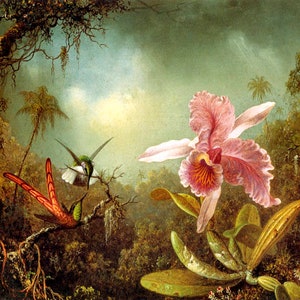 Pink Orchid Flower With Two Hummingbirds Painting By Martin Johnson Heade Repro