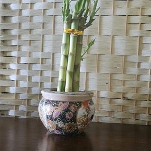 Lucky Bamboo Plant: Easy Care, Feng Shui, Decor - set of 6 [8" stalks]