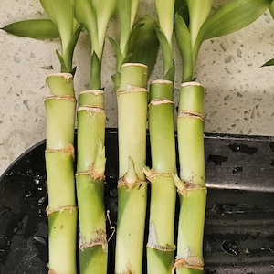 May include: Close-up of several stalks of lucky bamboo, with green stems and leaves. The bamboo stalks are light green with darker green bands. The roots are visible and are a light brown color.