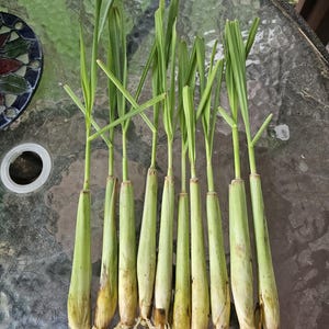 10 Live Lemongrass Stalks, USA Grown, 5"–8", Grow Your Own Herbal Tea Garden