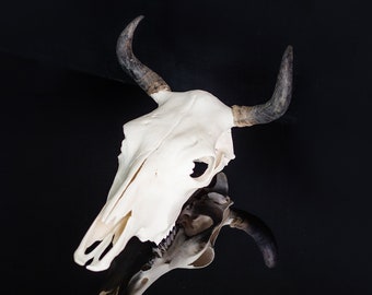 Real Bull Skull Wall Decor / Genuine Bull Skull with Horns Bull Skull Wall Animal Head Long Horn Cow Skull Hanging Wild West Country Western