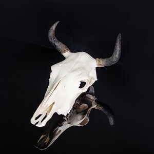 Real Bull Skull Wall Decor / Genuine Bull Skull with Horns Bull Skull Wall Animal Head Long Horn Cow Skull Hanging Wild West Country Western