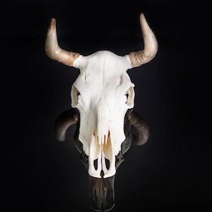 Real Bull Skull Wall Decor / Genuine Bull Skull with Horns Bull Skull Wall Animal Head Long Horn Cow Skull Hanging Wild West Country Western