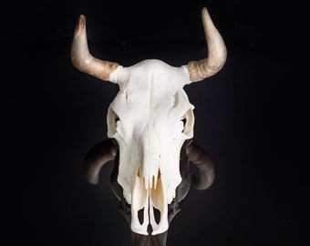 Real Bull Skull Wall Decor / Genuine Bull Skull with Horns Bull Skull Wall Animal Head Long Horn Cow Skull Hanging Wild West Country Western