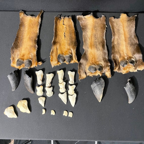 4 Cow Elk Dew Claw Hides 4 Hoofs Foot Toe Bones Etsy