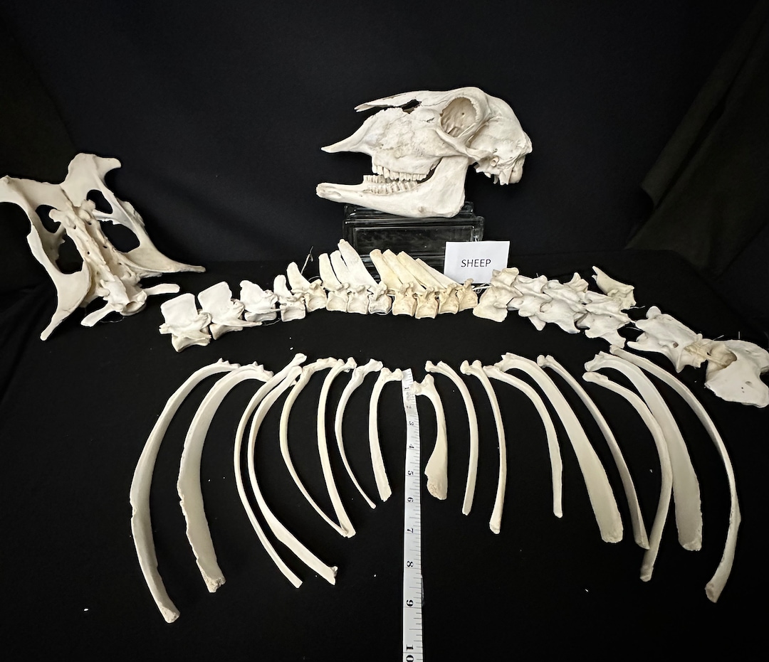 First Rib Sheep Sheep Skull Jaw Vertebra, Ribs, Sacrum and Pelvic Bones - Etsy
