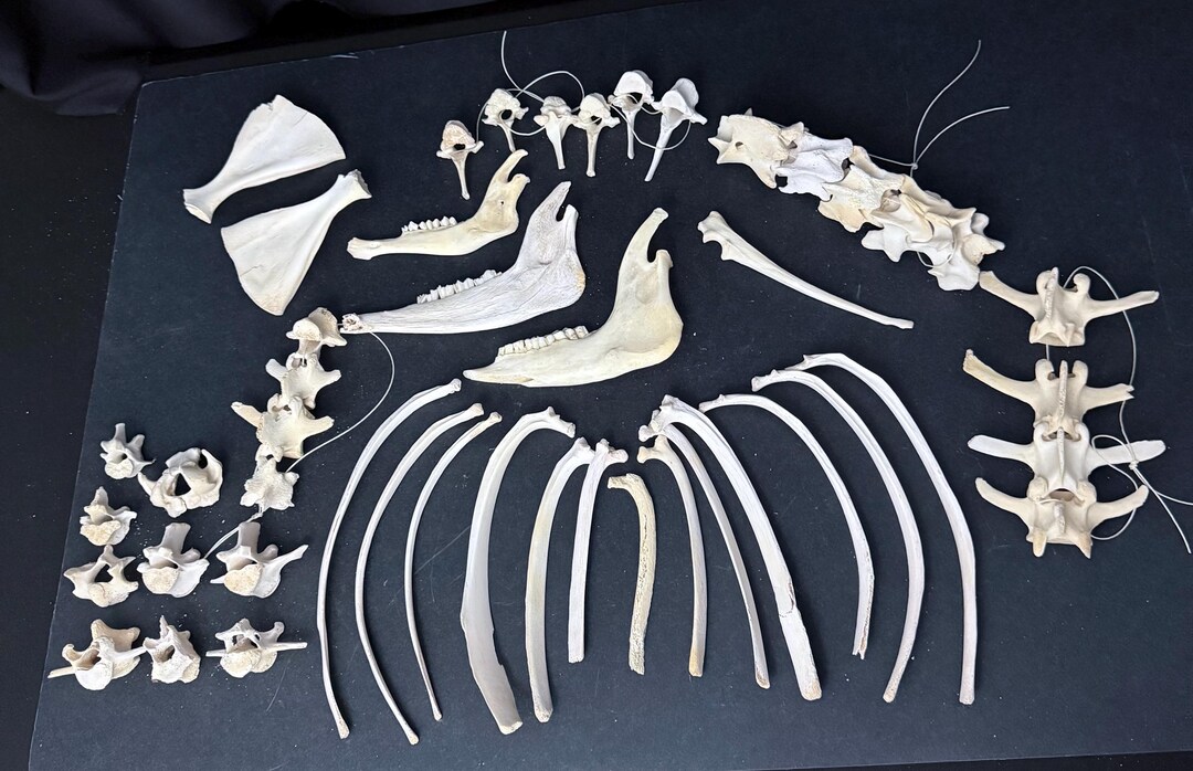 First Rib Sheep Assorted Sheep Ribs, Vertebra, Jaws, Scapula, Ribs and More - Etsy