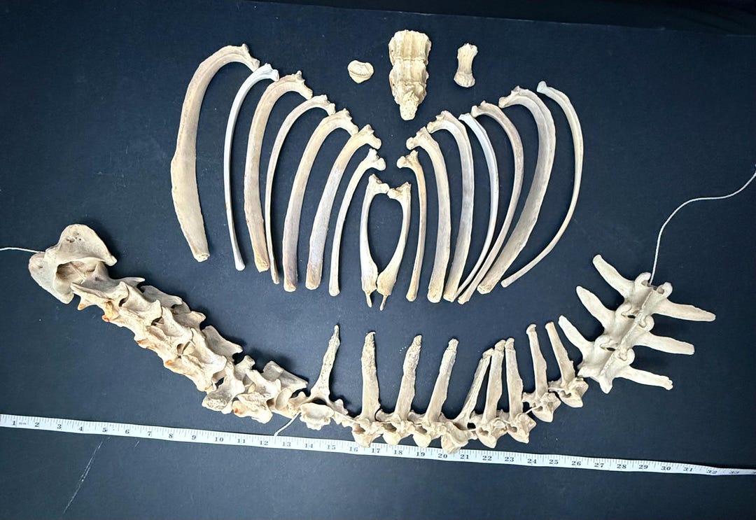 Atlas Ribs Sheep Atlas, Axis, Vertebra, Ribs, Breastbone and More - Etsy