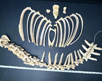 Sheep Atlas, Axis, Vertebra, Ribs, Breastbone and More