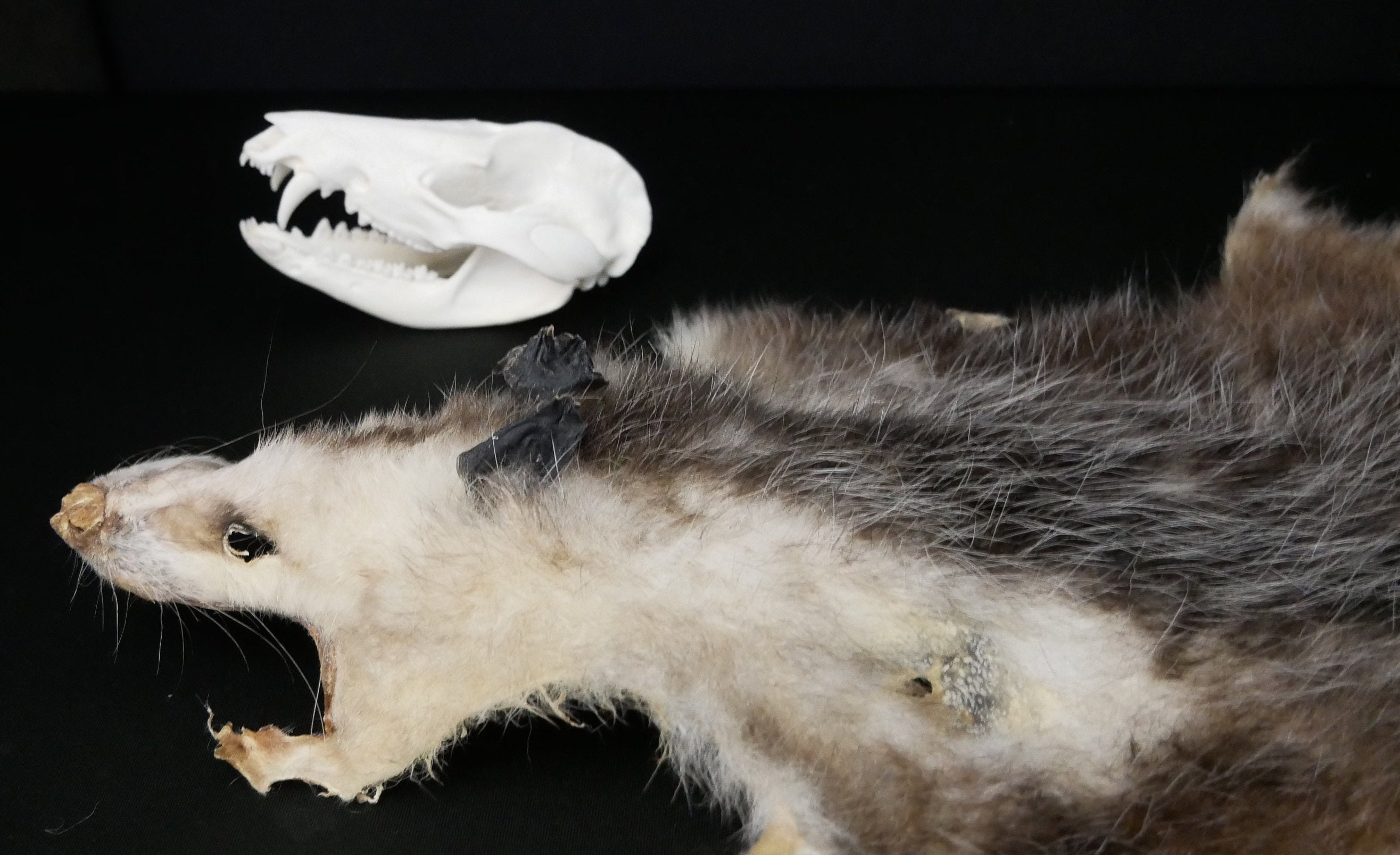 Shocking Facts About Female Opossum Anatomy - xpruouc