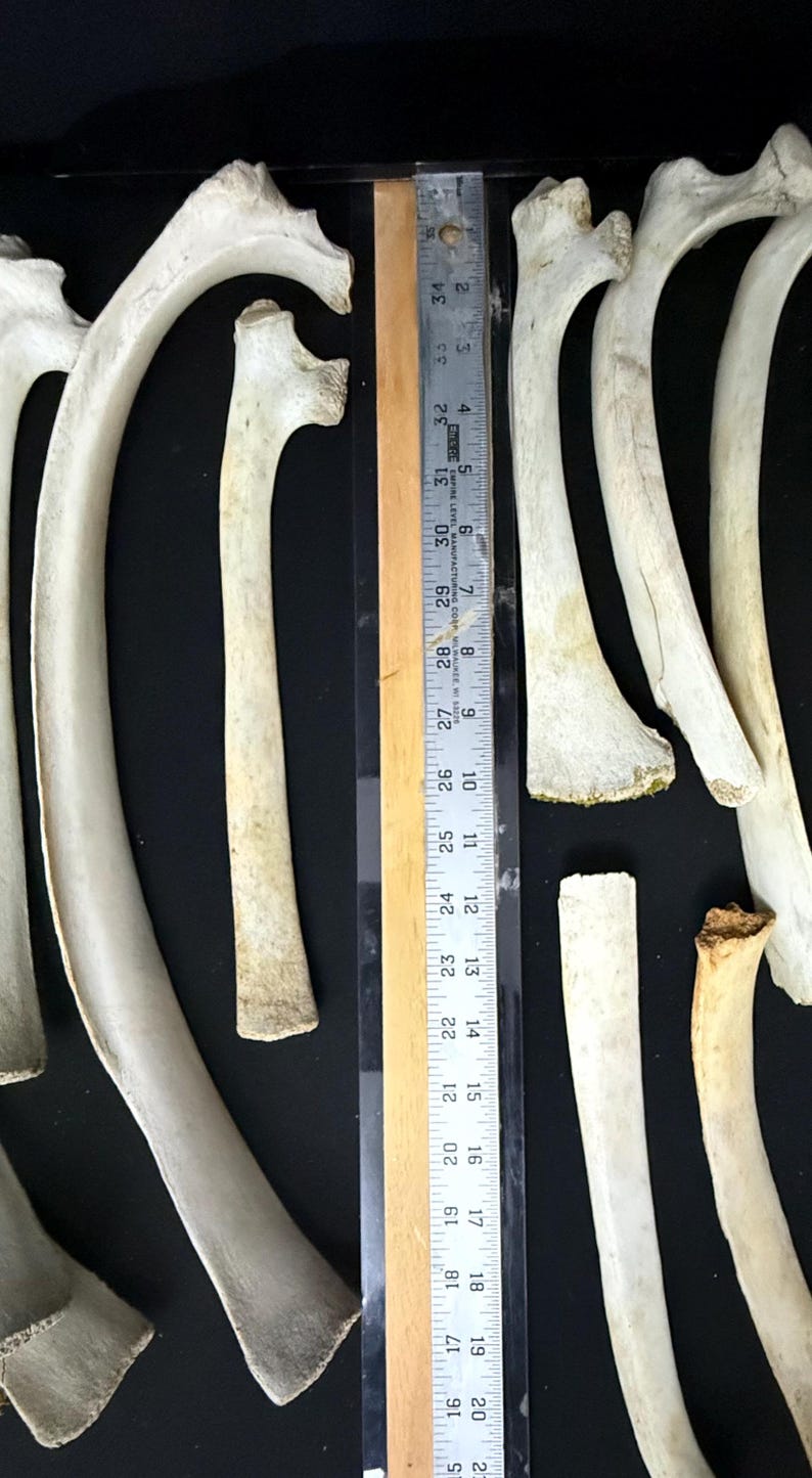 Holy Cow (bovine) Skull, Vertebrae, Legs, Scapula, and Ribs - Etsy