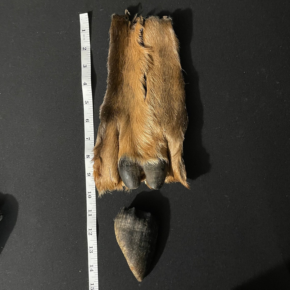 4 Cow Elk Dew Claw Hides 4 Hoofs Foot Toe Bones Etsy
