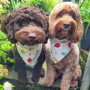 Buggin Around  slip on collar Dog bandana set