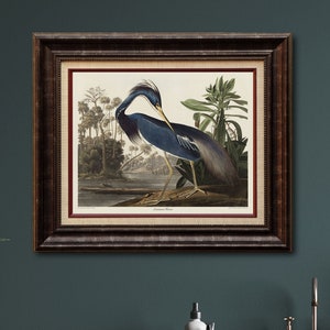 Blue Heron Art Print: Vintage Audubon Bird Drawing, Botanical Poster