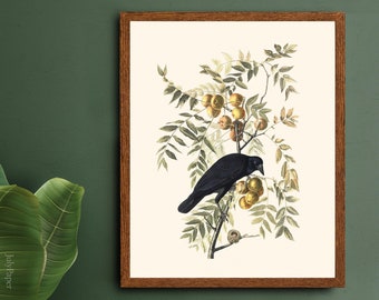 Grabado del cuervo americano de Audubon: Ilustración botánica vintage