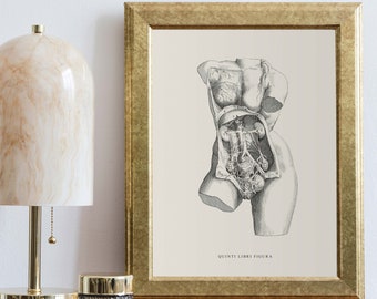 Vintage Female Anatomy Print: Vesalius Illustration, Medical Art
