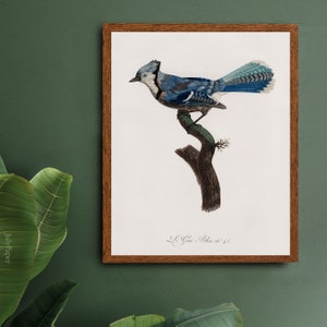 Blauhäher Druck, Vintage Blauhäher Wandkunst, Blauhäher Illustration, Wild Life Poster, Antike Vogel Wandkunst, Archivpapier, Cabochon Dekoration