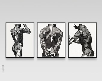 Anatomical Muscle Print Set: Vintage Black and White Art