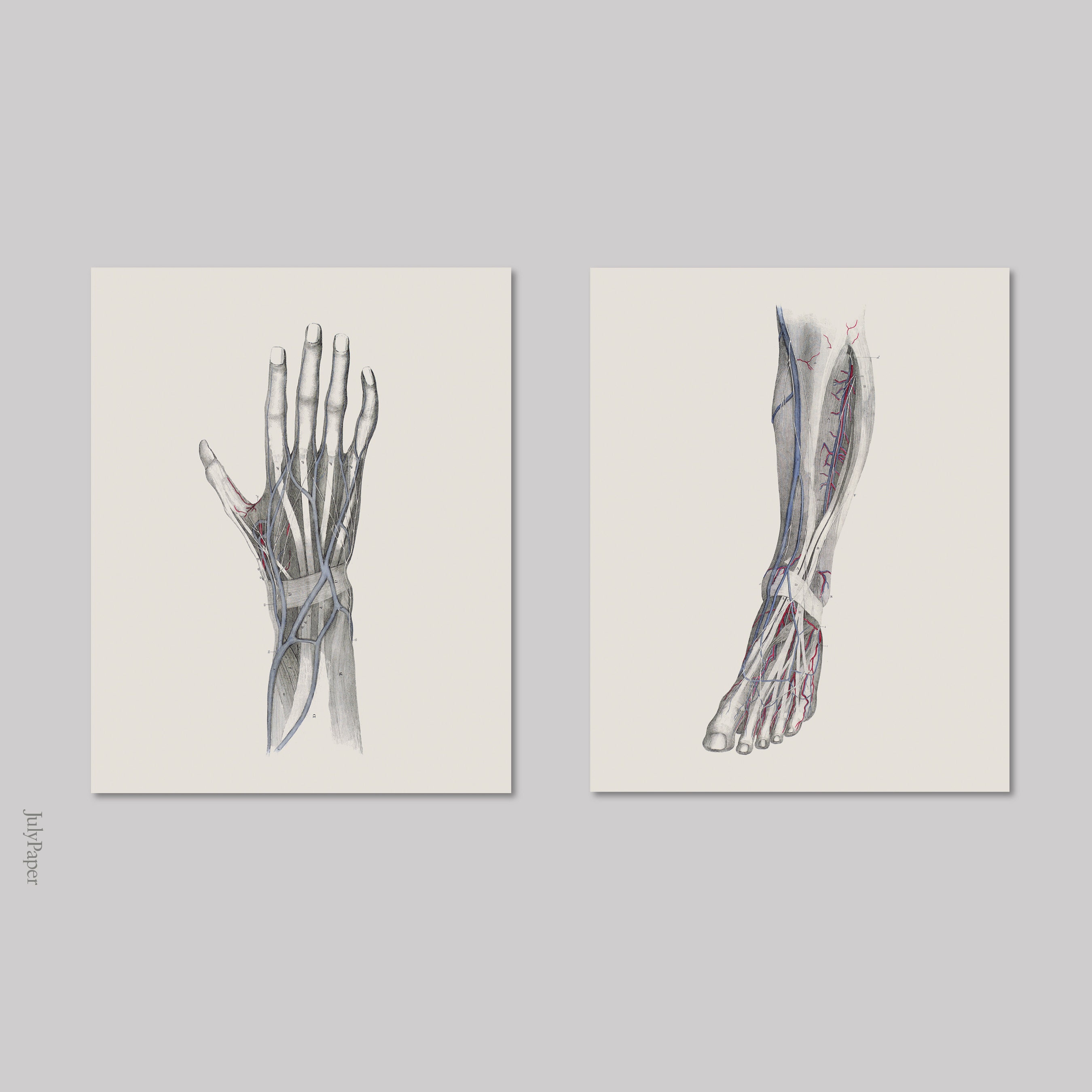 Anatomy Print Set Human Anatomy Posters Anatomy Home Decor - Etsy