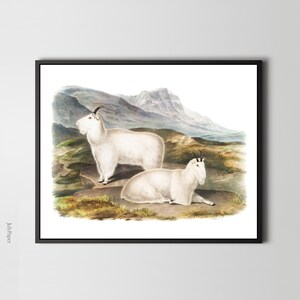 Rocky Mountain Goats Art Print, Rustic Nature Wall Decor, Vintage Illustration by John James Audubon