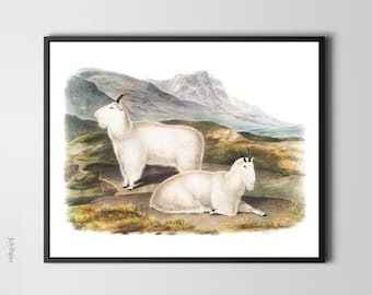 John James Audubon Rocky Mountain Goats Art Print: Vintage Wildlife Illustration