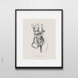 Antique-style illustration of female human anatomy by Andreas Vesalius, showing detailed anatomical drawings on a light grey background.