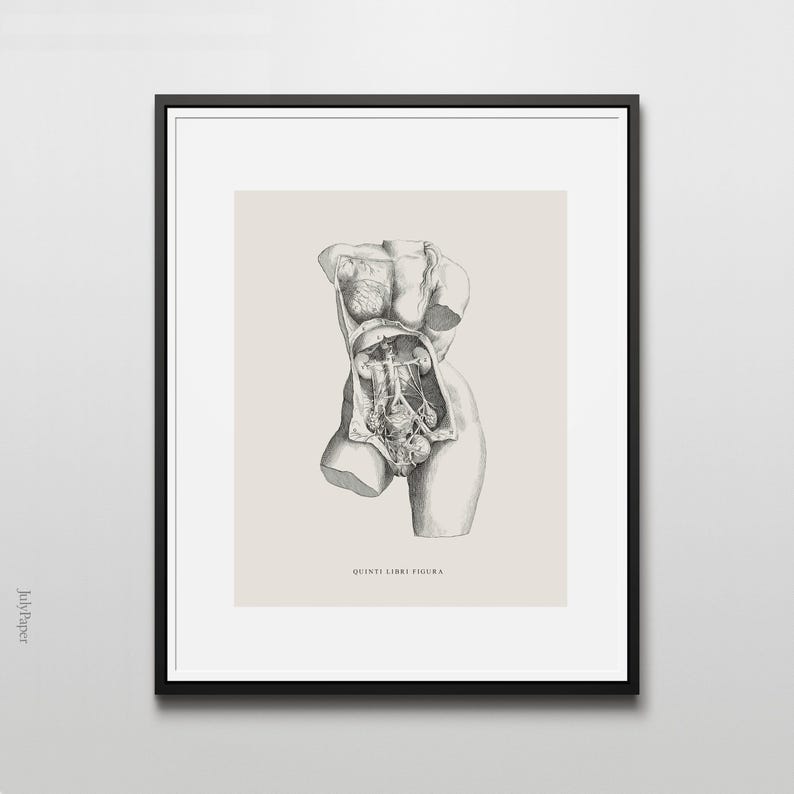 Antique-style illustration of female human anatomy by Andreas Vesalius, showing detailed anatomical drawings on a light grey background.